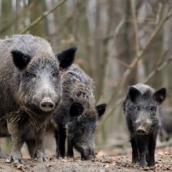 La resolución habilita la caza plaguicida de esta especie sin restricciones geográficas, aunque se excluyen zonas urbanas, caminos públicos y espacios concurridos