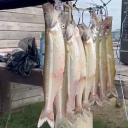 El premio principal fue para un pejerrey que pesó 440 gramos, una pieza que midió 37,3 cm. 