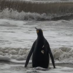 El pingüino rey regresó a su hábitat natural.