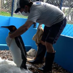 Fue rehabilitado, exitosamente, en el Centro de Rescate de la Fundación Mundo Marino.