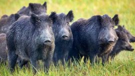 Carne de jabalí y de guanaco: Río Negro quiere habilitar la venta de "carnes salvajes"