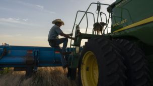 A Wheat Harvest As Grain Futures Mixed With Ukraine And Heat Waves