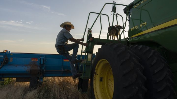 A Wheat Harvest As Grain Futures Mixed With Ukraine And Heat Waves