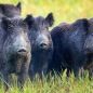 Carne de jabalí y de guanaco: Río Negro quiere habilitar la venta de "carnes salvajes"