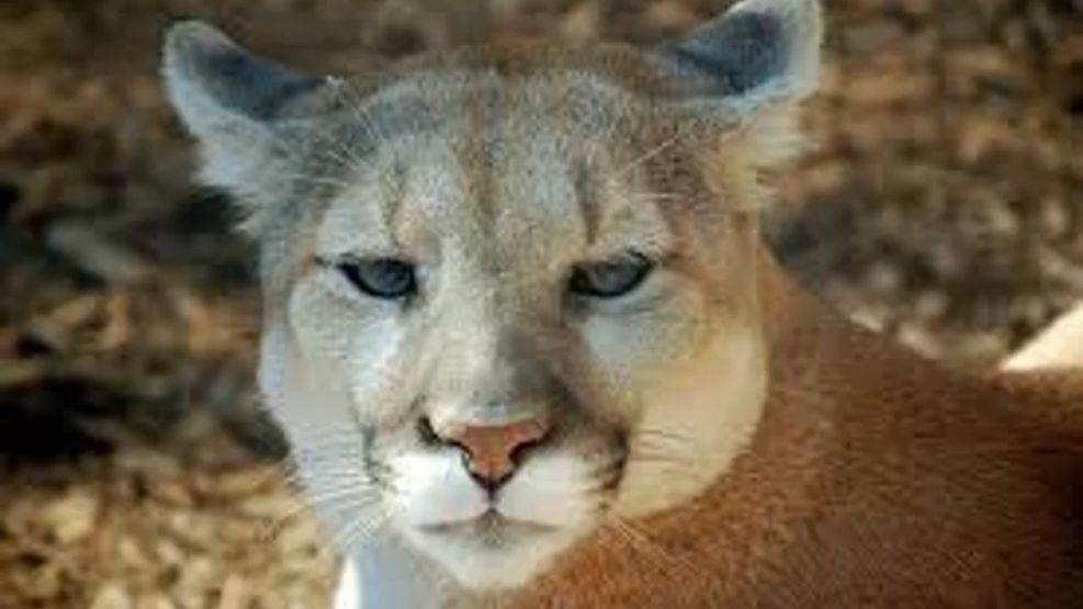 El puma muerto en Jujuy era un ejemplar joven 20250409