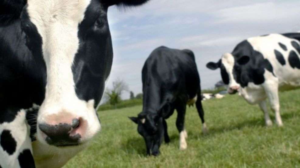 Vacas