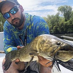 Taruchas en los riachos del Río de la Plata próximos a los malecones de Berisso. 