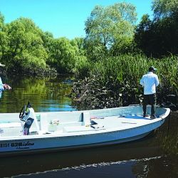 Taruchas en los riachos del Río de la Plata próximos a los malecones de Berisso. 