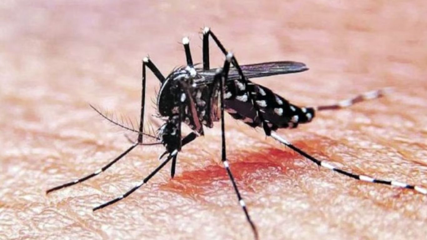 dengue