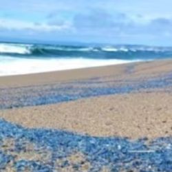 Las playas de San Francisco están teñidas de azul.