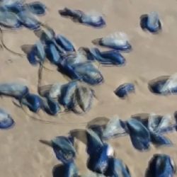 Estas criaturas suelen vivir en mar abierto, pero las fuertes tormentas que azotan la costa pueden empujarlas hacia la orilla.