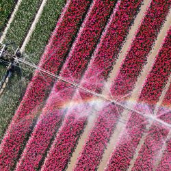 Esta fotografía aérea muestra una máquina rociadora de agua en funcionamiento en un campo de tulipanes cerca de Oude-Tonge, en el suroeste de los Países Bajos. | Foto:NICOLAS TUCAT / AFP