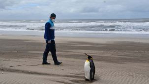 Pinguino rey rehab