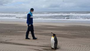 Pinguino rey rehab