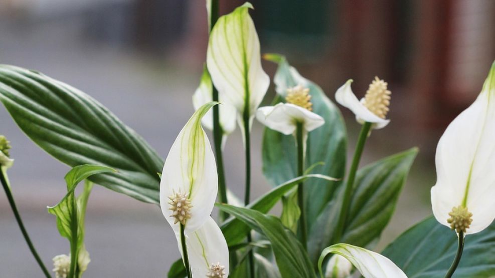 La planta es perfecta para colocar en el living, dormitorio y cerca de la ventana. 