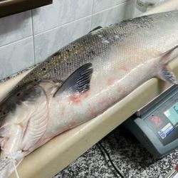Ninguno de los cientos de pescadores que se acercaron a las riberas de los ríos logró capturar el campanu, el primer ejemplar de cada campaña, que este año se ha iniciado con un día con cielos encapotados y el caudal más alto de lo habitual.