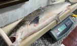 Sin éxito, cientos de pescadores buscaron lograr el primer campanu de la temporada