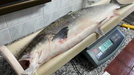 Ninguno de los cientos de pescadores que se acercaron a las riberas de los ríos logró capturar el campanu, el primer ejemplar de cada campaña, que este año se ha iniciado con un día con cielos encapotados y el caudal más alto de lo habitual.