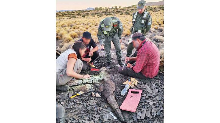 Campo abierto. Los restos pertenecen a un reptil marino con un aspecto similar a lo que sería un pez espada o un delfín.