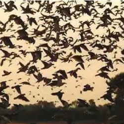 A España se le ha asignado la mayor cuota de captura máxima, con 106.920 aves.