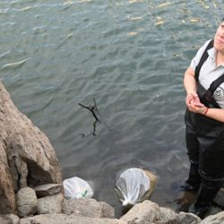 Esta habilitación llega después de una década de espera, permitiéndose una modalidad exclusivamente de costa, con un cupo máximo de hasta 20 piezas por pescador por día y una talla mínima de 25 cm o superior. 