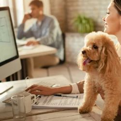 Cada vez son más las empresas pet friendly en la Argentina.