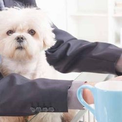 La licencia por adopción de mascotas ya llegó a la Argentina.