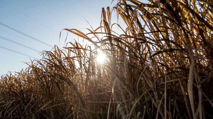 A Corn Field
