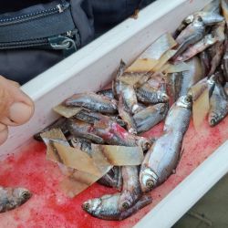 La corriente y la calma del viento concentraron los peces en la proa, donde se registraron la mayoría de las capturas. 