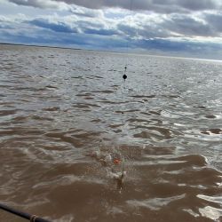 La corriente y la calma del viento concentraron los peces en la proa, donde se registraron la mayoría de las capturas. 