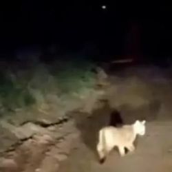 El puma se paseó, como pancho por su casa, por la zona urbana. 