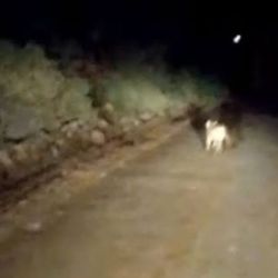 Su sorpresiva presencia despertó gran preocupación en los lugareños.