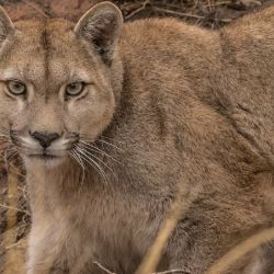Cada vez es mayor la presencia de pumas en zonas urbanizadas.