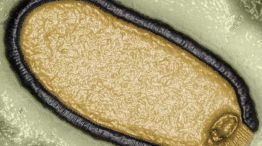 virus del Mamut20250416