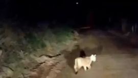 El puma se paseó, como pancho por su casa, por la zona urbana.