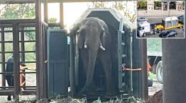 20_04_2025_elefante_pupy_gcba_g