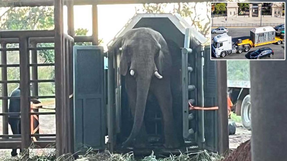 20_04_2025_elefante_pupy_gcba_g