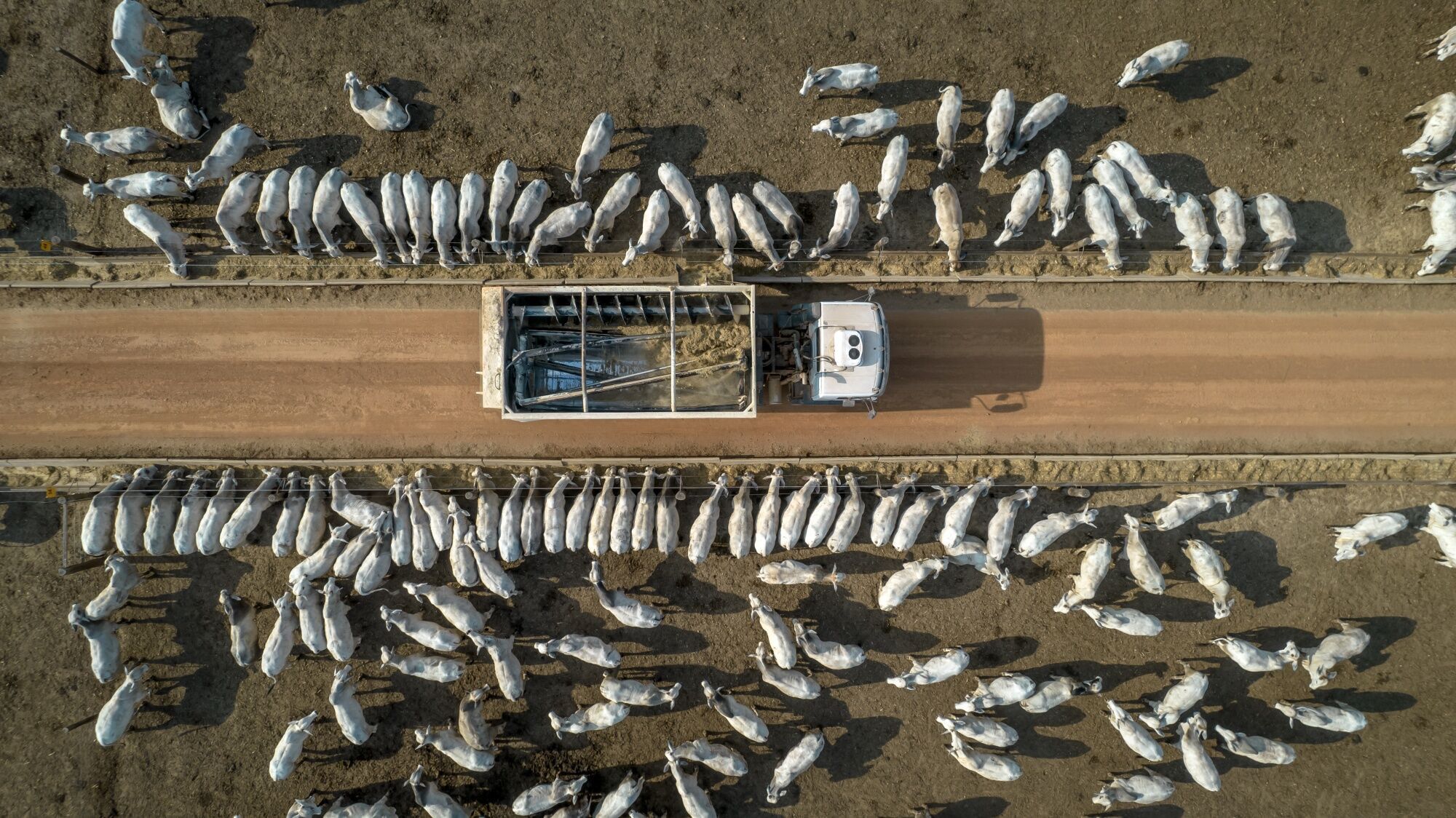 European Retailers Suspend Brazil Beef On Deforestation