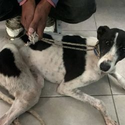 El galgo presentaba numerosas heridas en su cuerpo.