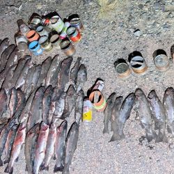 Los pescadores sufrieron varias infracciones. Una se debe a la pesca nocturna, algo prohibido en la zona, otra fue la cantidad, los aficionados estaban totalmente excedidos del límite de cinco ejemplares por persona. Y para rematar, no tenían permiso de pesca.