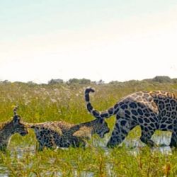 Es el primer estudio en la materia.