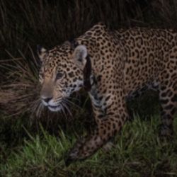 La reintroducción del yaguareté en el Parque Nacional Iberá es la primera iniciativa de su tipo a nivel mundial.