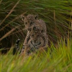 El estudio fue realizado por especialistas de Brasil.