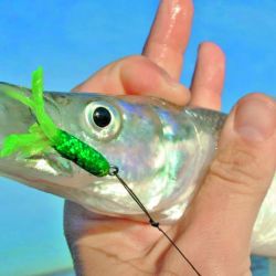 Carandas: mojarra con filet (para río o laguna), camarón pelado (mar) o lombrices (ríos, canales y lagunas) serán cebos a tener en cuenta según el lugar elegido para que el peje pase el kilo).