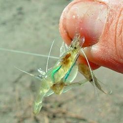 Carandas: mojarra con filet (para río o laguna), camarón pelado (mar) o lombrices (ríos, canales y lagunas) serán cebos a tener en cuenta según el lugar elegido para que el peje pase el kilo).
