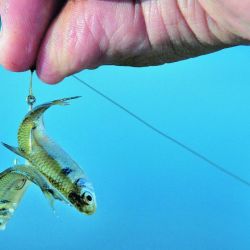 Carandas: mojarra con filet (para río o laguna), camarón pelado (mar) o lombrices (ríos, canales y lagunas) serán cebos a tener en cuenta según el lugar elegido para que el peje pase el kilo).