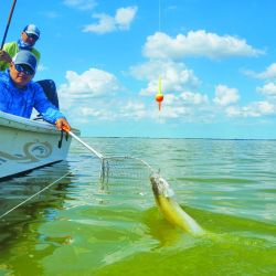 Pejerreyes pescados casi a flor de agua, que además de estar sobrados en porte resultaron muy combativos. 