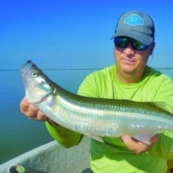 Pejerreyes pescados casi a flor de agua, que además de estar sobrados en porte resultaron muy combativos. 