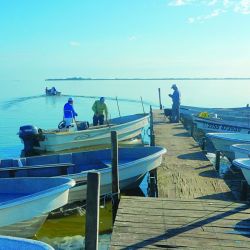 Pejerreyes pescados casi a flor de agua, que además de estar sobrados en porte resultaron muy combativos. 