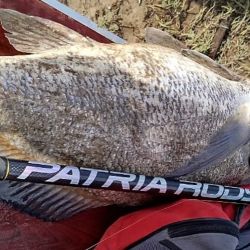 En octubre la especie entra a picar bien por Lavalle, luego se afirma su presencia en Mar Chiquita, y en los últimos años, ha vuelto a mostrar su presencia en las playas del sur bonaerense, donde ya no es extraño dar con ellas, a diferencia de pocos años atrás que era casi imposible pinchar un ejemplar. 